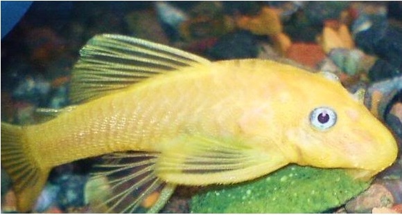 Blue Eyed Bristlenose Pleco (young)