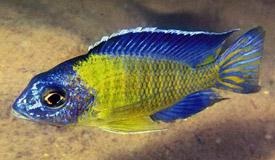 blue neon