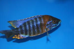 saulosi