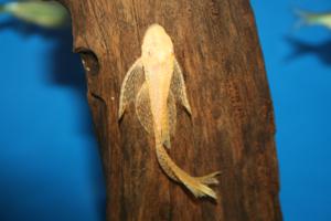 Albino LF Bristlenose