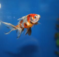 Fantail Goldfish
