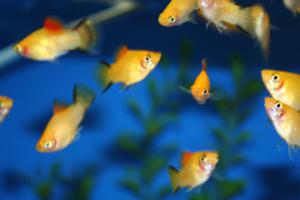 Gold twinbar platy