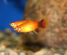 Mickey Mouse platy
