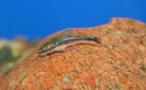 Otocinclus cat on rock