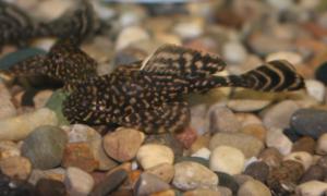 Sailfin pleco young