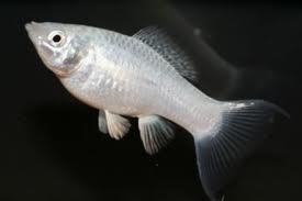 silver molly