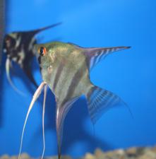 Sliver Stripe Angel