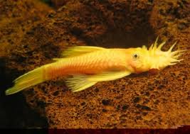 Black eyed bristlenose