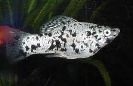 dalmation molly