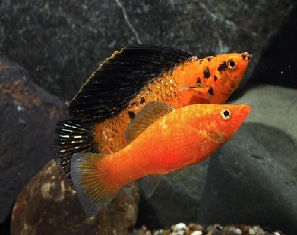 sailfin molly