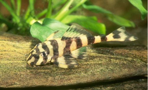 Young Butterfly Pleco