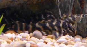 Chocolate zebra