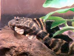 Clown Pleco