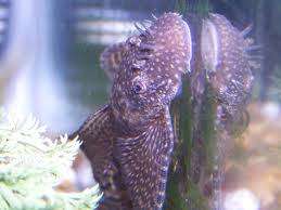 Male Common Bristlenose