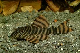Tiger pleco